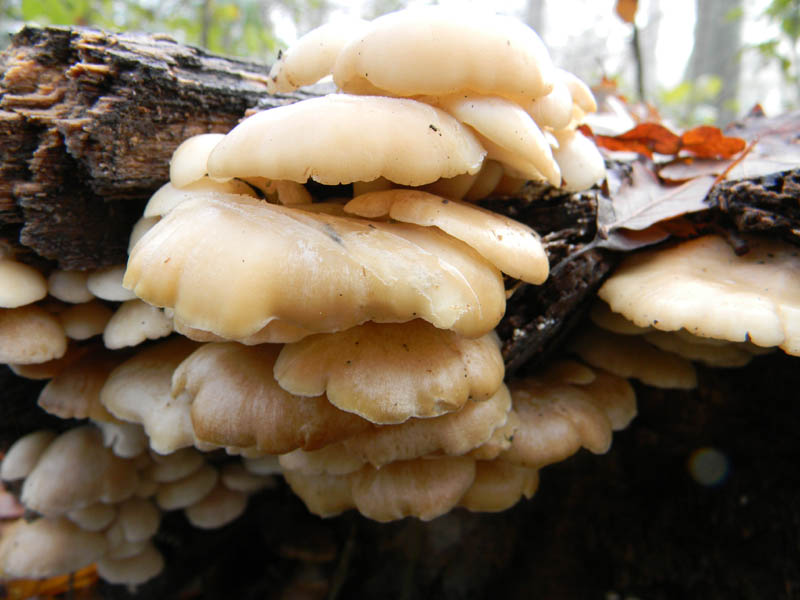 Alcuni ritrovamenti del 21.12.2010.